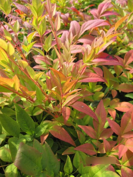Nandina domestica Gulf Stream - Heiliger Bambus Gulf Stream